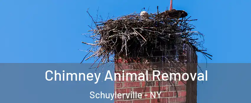 Chimney Animal Removal Schuylerville - NY